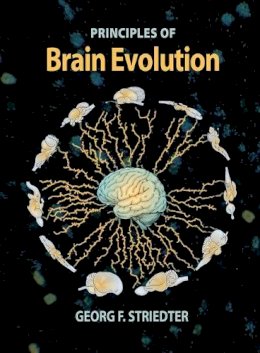 Georg F. Striedter - Principles of Brain Evolution - 9780878938209 - V9780878938209