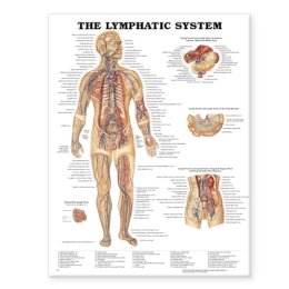 Anatomical Chart Company - 20000205 - 9781587790256 - V9781587790256