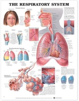 Anatomical Chart Company - 20000205 - 9781587790546 - V9781587790546