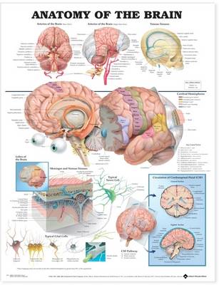 Anatomical Chart Company - 20040518 - 9781587790904 - V9781587790904