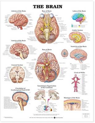 Anatomical Chart Company - 20000205 - 9781587791062 - V9781587791062