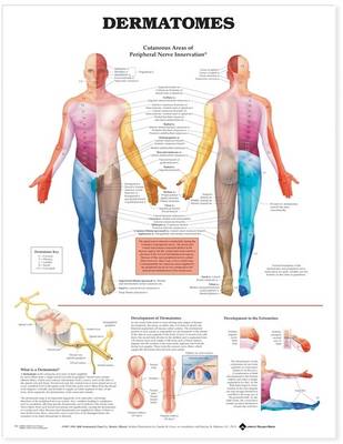 Anatomical Chart Company - 20040319 - 9781587791123 - V9781587791123