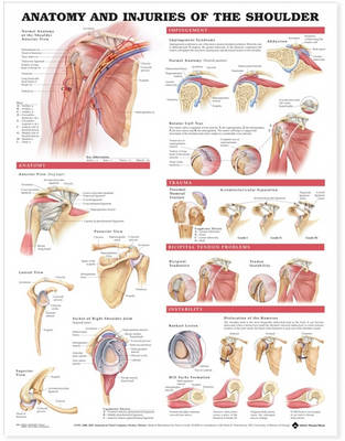 Anatomical Chart Company - 20020926 - 9781587798078 - V9781587798078