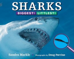 Sandra Markle - Sharks - 9781590788738 - V9781590788738