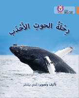 Andy Belcher - Journey of Humpback Whales: Level 12 (Collins Big Cat Arabic Reading Programme) - 9780008156640 - V9780008156640