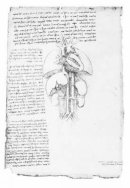 Leonardo da Vinci - Leonardo´S Anatomical Drawings - 9780486438627 - V9780486438627