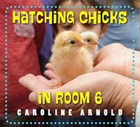 Caroline Arnold - Hatching Chicks in Room 6 - 9781580897358 - V9781580897358
