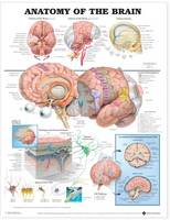 Anatomical Chart Company - 20040518 - 9781587790904 - V9781587790904