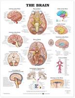 Anatomical Chart Company - 20000205 - 9781587791062 - V9781587791062