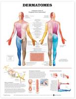 Anatomical Chart Company - 20040319 - 9781587791123 - V9781587791123