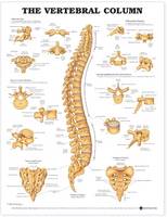 Anatomical Chart Company - 20000205 - 9781587792113 - V9781587792113