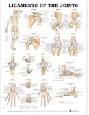 Anatomical Chart Company - 20040319 - 9781587794667 - V9781587794667