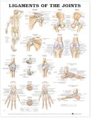 Anatomical Chart Company - 20020205 - 9781587794674 - V9781587794674