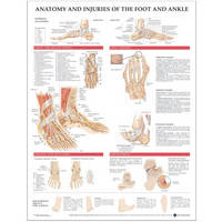 Anatomical Chart Company - 20041221 - 9781587798375 - V9781587798375