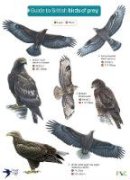 Simon Norman - Guide to British Birds of Prey - 9781851532827 - V9781851532827